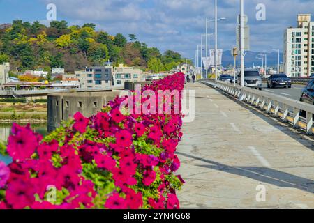 Ulsan, Corea del Sud - 14 novembre 2024: Una vibrante passerella adornata di fiori magenta sul ponte di Hakseong, che offre vedute dell'autunno del parco di Hakseong Foto Stock