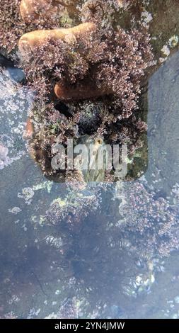 Chama invertito (Pseudochama exogyra) Foto Stock