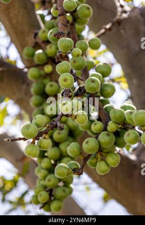 Piccoli fichi verdi non maturi appesi su un ramo di fico. Molta frutta cruda. Ficus carica cresce nella natura selvaggia. Preziosa pianta da frutto Foto Stock