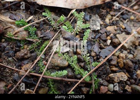 Spikemoss del prato (Selaginella apoda) Foto Stock