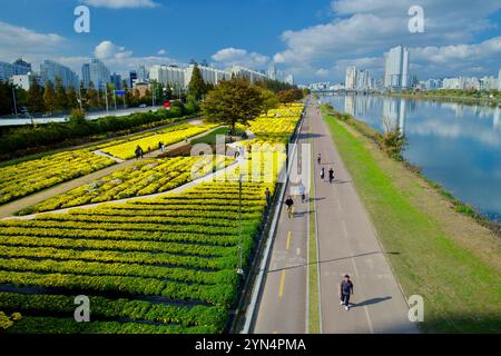 Ulsan, Corea del Sud - 14 novembre 2024: File di vibranti campi di crisantemo fiancheggiano i sentieri del Parco del fiume Taehwa, mentre i visitatori amano camminare e fare jogging Foto Stock