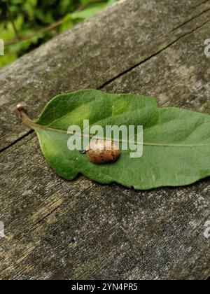 Coleottero tartaruga all'eucalipto (Paropsis charybdis) Foto Stock