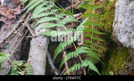 Felce da legno marginale (Dryopteris marginalis) Foto Stock