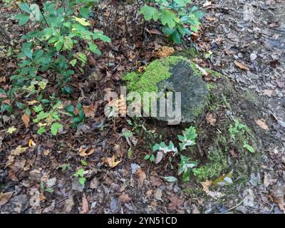 Jack-o'-lanterna dell'America orientale (Omphalotus illudens) Foto Stock