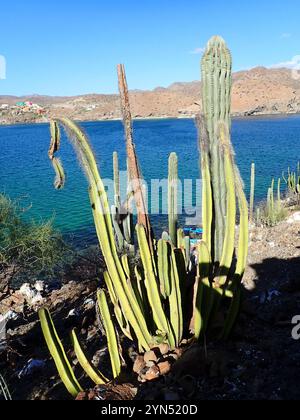 Cactus senita (Lophocereus schottii) Foto Stock