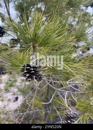 Pino Chihuahuan (Pinus leiophylla chihuahuana) Foto Stock