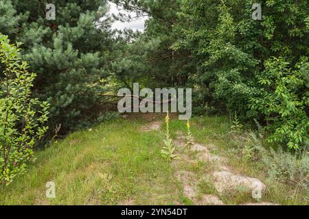 Albero caduto su una strada di terra nella foresta Foto Stock
