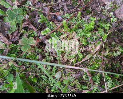 Spikemoss del prato (Selaginella apoda) Foto Stock