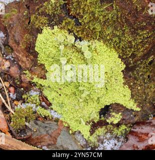 Tazza di mealy Pixie (Cladonia clorophaea) Foto Stock