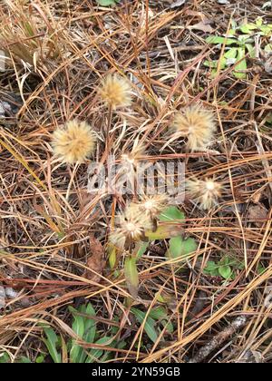 Maryland Golden-aster (Chrysopsis mariana) Foto Stock
