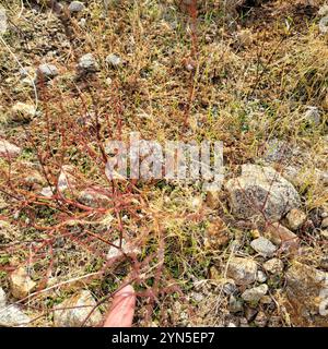 Little Desert Trumpet (Eriogonum trichope) Foto Stock