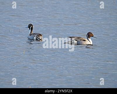 Due uomini intelligenti rivali Northern Pintail (Anas acuta) nell'allevamento del piumaggio nuotando insieme in mare aperto a Leighton Moss NR Lancashire, Inghilterra, Regno Unito Foto Stock