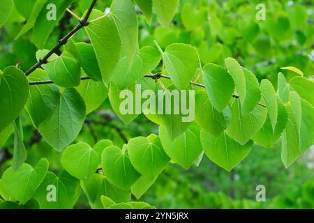 Rami di un tiglio con foglie fresche a forma di cuore in un verde estivo brillante Foto Stock