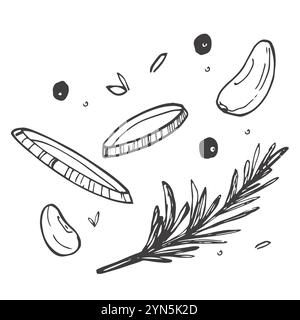 Aglio cadente con erbe e spezie. Cucinare piatti piccanti. Illustrazione vettoriale incisa disegnata Illustrazione Vettoriale