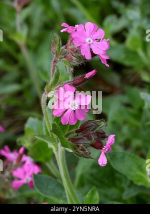 Red Campion, o Red Catchfly, Silene dioica, (SYN. Melandrium rubrum), Caryophyllaceae. Amwell Nature Reserve, Regno Unito. Foto Stock