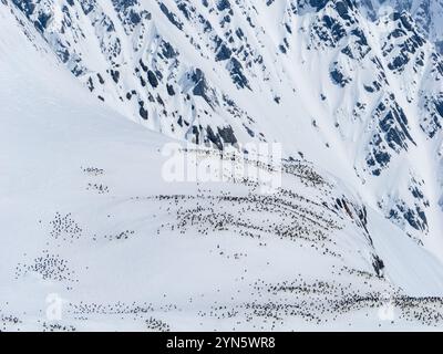 Pinguini Chinstrap, Pygoscelis Antartico, nidificati a Point Wild, Elephant Island, Antartide Foto Stock