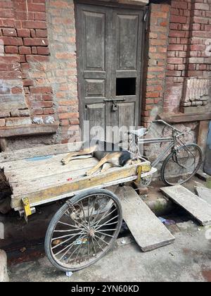 Primo piano di un cane randagio che dorme in un carrello per biciclette all'esterno di una casa vuota a Varanasi, India Foto Stock