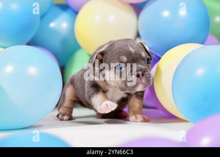 Simpatico cucciolo di cane Bulldog francese abbronzato tra palloncini colorati Foto Stock
