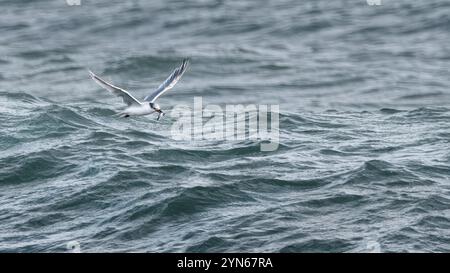 Immagine minimalista di una terna sandwich (Thalasseus sandvicensis) che esce dall'acqua con un pesce, acqua azzurra, spazio copia, spazio negativo, 16:9 Foto Stock