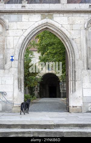 Giovane cane in attesa presso una porta del monastero di Sant'Emeran a Ratisbona per il suo maestro, la Germania, l'Europa Foto Stock