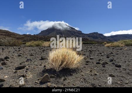 Gorse del Teide sbiadito e la cima del Montana Guajara, anche: Alto de Guajara, 2715 m, pareti del cratere, Caldera de las Canadas, un enorme calderone vulcanico, T Foto Stock