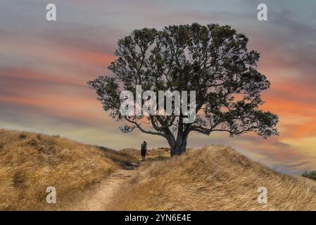 Un escursionista a piedi su una collina passando un grande albero, un cielo panoramico sopra di lei Foto Stock