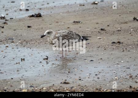 Gabbiano che cammina sulla spiaggia del mare nord Foto Stock