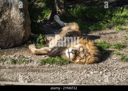 Leone che dorme pacificamente al sole, zoo Hellabrunn a Monaco, Germania, Europa Foto Stock