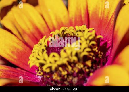 Vista ravvicinata di un bellissimo e colorato astro in un bouquet di fiori Foto Stock