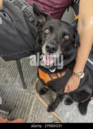 Cane nero con magnifici occhi marroni seduto accanto al suo padrone in una postura in attesa Foto Stock