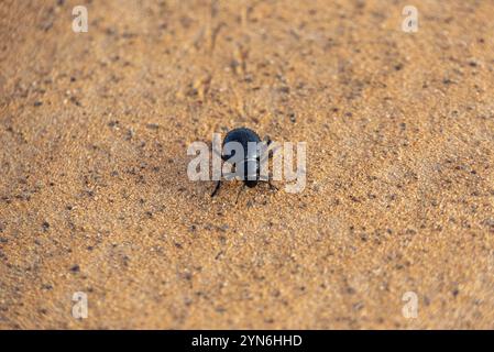 Uno scarabeo nero nel deserto di Erg Chebbi in Marocco Foto Stock