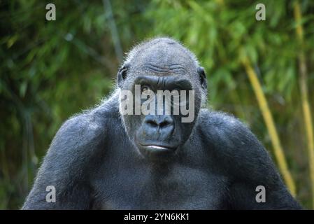 Bella Gorilla con un'affascinante espressione intelligente nello zoo Hellabrunn di Monaco, Germania, Europa Foto Stock