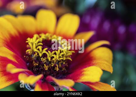 Vista ravvicinata di un bellissimo e colorato astro in un bouquet di fiori Foto Stock