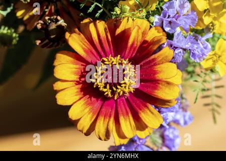 Vista ravvicinata di un bellissimo e colorato astro in un bouquet di fiori Foto Stock