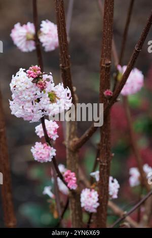 Viburnum x bodnantense, Bodnant viburnum, Arrowwood Dawn, ammassi di fiori rosa scuro che invecchiano fino al bianco Foto Stock