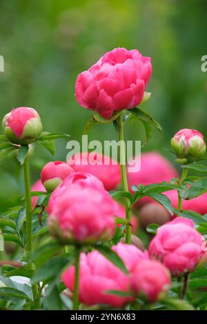 Peony Ellen Cowley, Paeonia Ellen Cowley, rosa, semi-doppia peonia Foto Stock