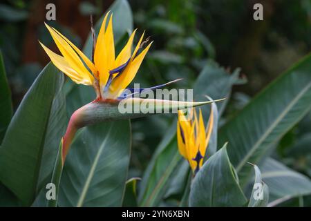 Strelitzia reginae Kirstenbosch Gold, uccello del paradiso Kirstenbosch Gold, fiori gialli/viola Foto Stock