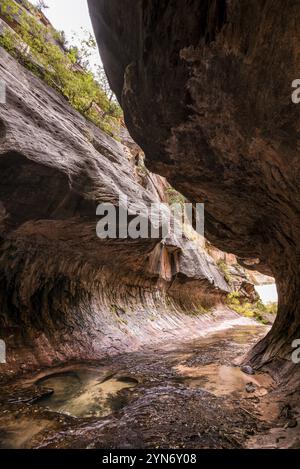 Magnifica gola della metropolitana nel Parco Nazionale di Zion nello Utah, Stati Uniti, Nord America Foto Stock