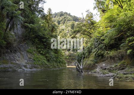 Tour sul fiume Whanganui incontaminato e attraverso la giungla circostante, Isola del Nord della Nuova Zelanda Foto Stock