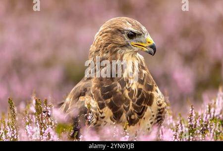 Buzzard, foto ravvicinata della testa e delle spalle di un Buzzard adulto con la colorata erica viola, rivolta verso destra. Yorkshire Dales, Regno Unito. Nome scientifico: Buteo Foto Stock