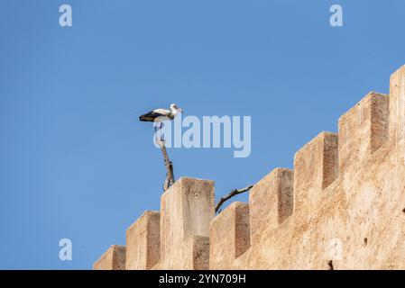 Una cicogna seduta su un albero secco sopra le storiche rovine di Chellah a Rabat, Marocco, Africa Foto Stock