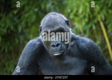 Bella Gorilla con un'affascinante espressione intelligente nello zoo Hellabrunn di Monaco, Germania, Europa Foto Stock