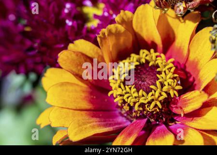 Vista ravvicinata di un bellissimo e colorato astro in un bouquet di fiori Foto Stock