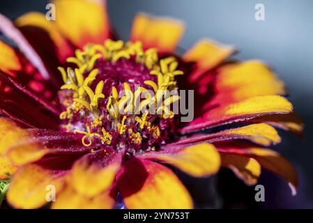 Vista ravvicinata di un bellissimo e colorato astro in un bouquet di fiori Foto Stock