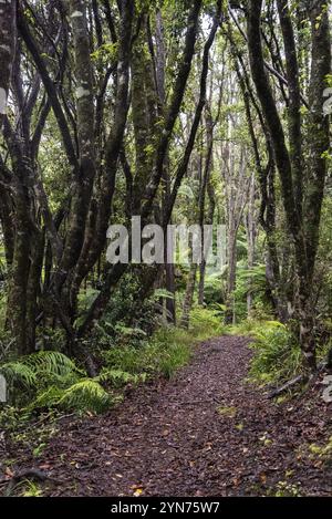 Escursioni la pista di Ngamoko a Waikaremoana, Isola del Nord della Nuova Zelanda Foto Stock