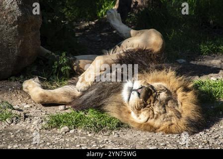 Leone che dorme pacificamente al sole, zoo Hellabrunn a Monaco, Germania, Europa Foto Stock