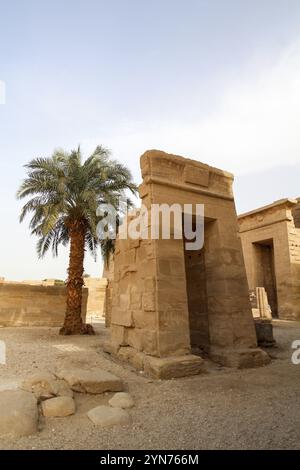 Una palma che si trova sola nella corte del tempio di Ramses III, Medinet Habu, Tebe Foto Stock