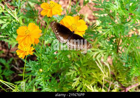 Euploea sylvester, il corvo a doppio marchio, noto anche come corvo a due marchi o semplicemente farfalla di corvo Foto Stock