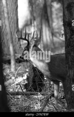 Adulto di capriolo dalla coda bianca (Odocoileus virginianus) nel bosco durante il ruggito, verticale Foto Stock