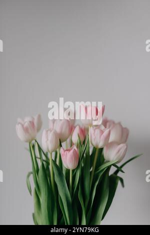 Un bellissimo bouquet di tulipani rosa crea un'esposizione morbida ed elegante Foto Stock